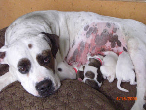 foxy with her new puppies